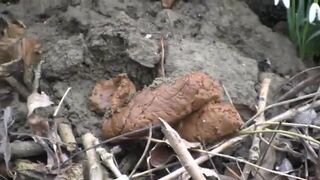 Early spring poo in the woods.., ScatKings.com Scat Porn 8 ScatKings.com Scat Porn