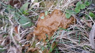 GF diarrhea, ScatKings.com Scat Porn 9 ScatKings.com Scat Porn
