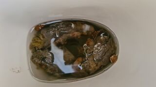 HUGE, painful,solid poo, ScatKings.com Scat Porn 4 ScatKings.com Scat Porn