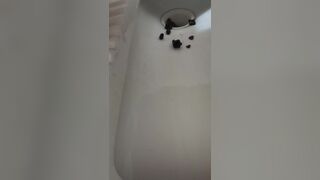 Huge and Hard poop, ScatKings.com Scat Porn 15 ScatKings.com Scat Porn