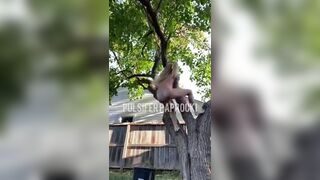 P.P shitting from a tree, ScatKings.com Scat Porn 11 ScatKings.com Scat Porn