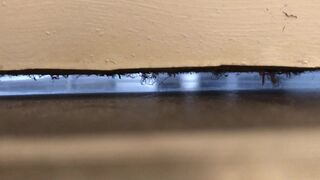 University housemate diarrhea, ScatKings.com Scat Porn 10 ScatKings.com Scat Porn
