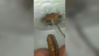 wife shitting - video 4, ScatKings.com Scat Porn 4 ScatKings.com Scat Porn